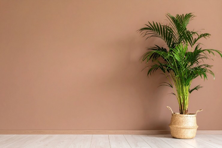 parete marroncina e pianta 